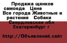 Продажа щенков самоеда › Цена ­ 40 000 - Все города Животные и растения » Собаки   . Свердловская обл.,Екатеринбург г.
